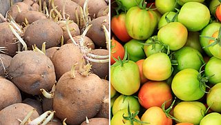 Feit of fabel: zijn aardappelen met kiemen en onrijpe tomaten nou echt giftig?