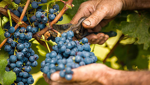 Slechte oogst zorgt mogelijk voor duurdere wijn in Europa