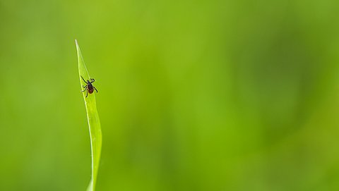 Groot deel tekenbeten via eigen tuin
