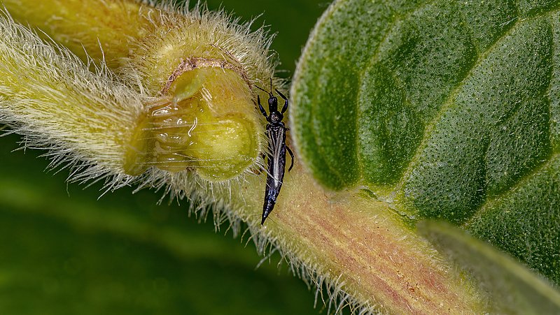 Tripsen in je plant? Weg ermee!