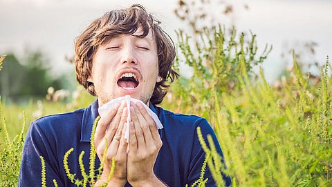 Komende weken kans op hooikoortsklachten door pollen
