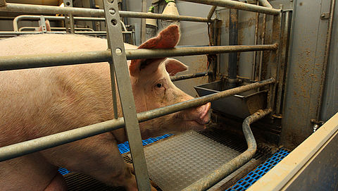 Brandbrief naar minister om 'ernstig ongerief' van miljoenen varkens