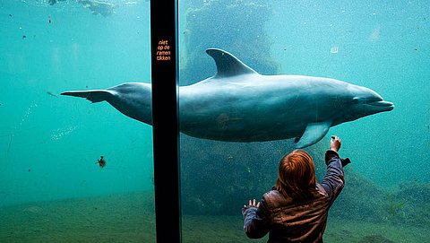 Petitie tegen Dolfinarium: 'Maak einde aan dolfijnvermaak'