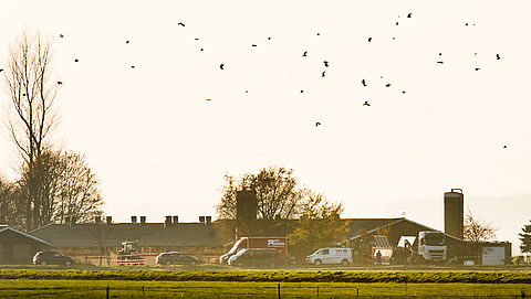 'Rijksuniversiteit Groningen gebruikt wilde vogels voor dierproeven'