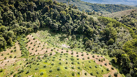 'Multinationals gaan door met regenwoud vernietigen voor palmolie'