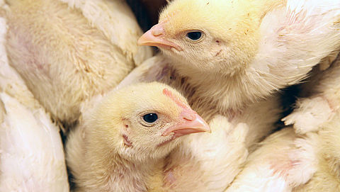 Schokkende undercoverbeelden uit Belgische kippenfokkerij
