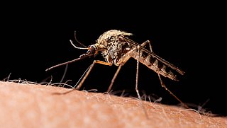 Meldingen van muggenoverlast in januari: kans dat westnijlvirus zich vestigt in Nederland