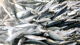 Vis uit Westerschelde bevat vaak veel PFAS: 'Zo min mogelijk eten'