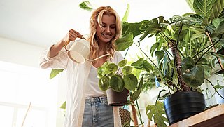 Helaas, planten verbeteren de luchtkwaliteit helemaal niet