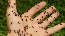 9 tips om mieren te bestrijden