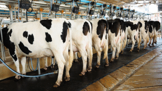 Wakker Dier: nieuwe wet nadelig voor de melkkoe