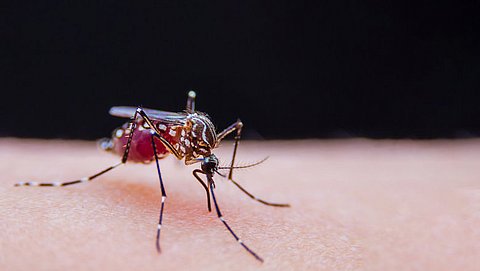 Hebben we met meer (exotische) muggen te maken? Onderzoekers vragen om foto's