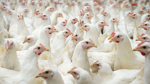 'Uitgelegde kippen waardeloos behandeld'