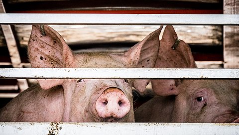 Levend gekookt en meer duistere praktijken: slachting varkens nog niet volgens regels