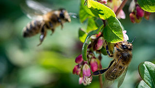 Europese Commissie wil verbod op schadelijke soorten bijengif
