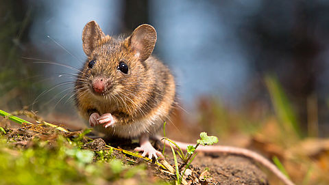 'Ratten- en muizenplaag dreigt door verbod op gif'