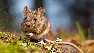 'Ratten- en muizenplaag dreigt door verbod op gif'