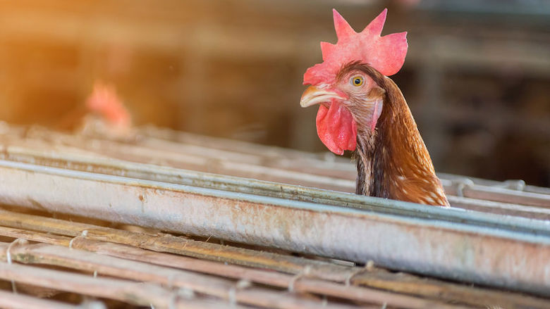 Nieuwe uitbraak vogelgriep in Nederland