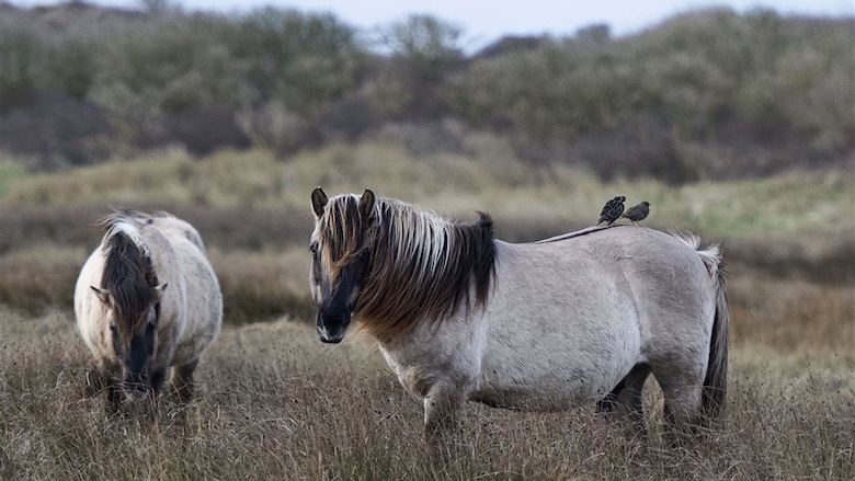 Paardenvlees van konikpaarden uit de Oostvaardersplassen eten? 77 procent zou het doen