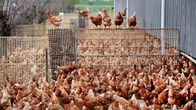 'Reclame pluimveesector geeft te rooskleurig beeld'