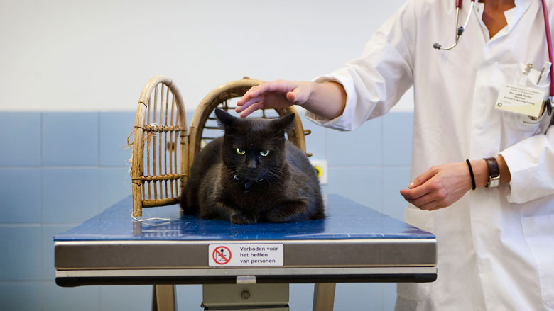 Hoe kun je dierenartskosten binnen de perken houden?