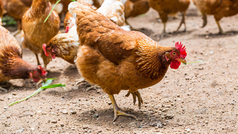 Nog te veel antibiotica in veeteelt