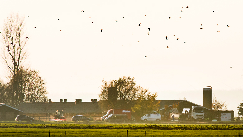 'Rijksuniversiteit Groningen gebruikt wilde vogels voor dierproeven'