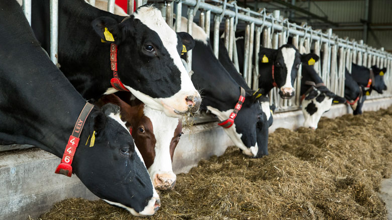 WHO: 'Gebruik geen antibiotica bij gezonde dieren'