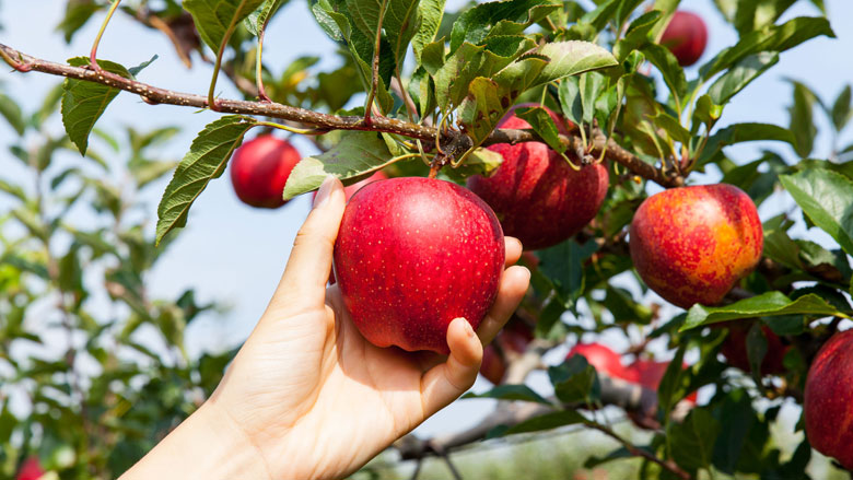 Recordhoge prijzen voor appels door kleine oogst