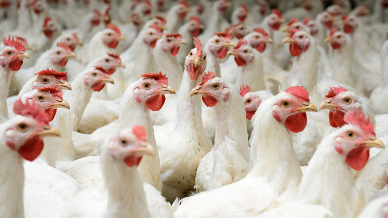 'Nederlandse banken investeren miljarden in plofkippen en kooivarkens'