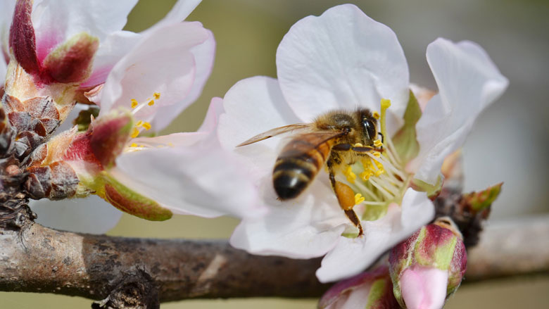 Pesticiden zorgen ervoor dat bijen sterven