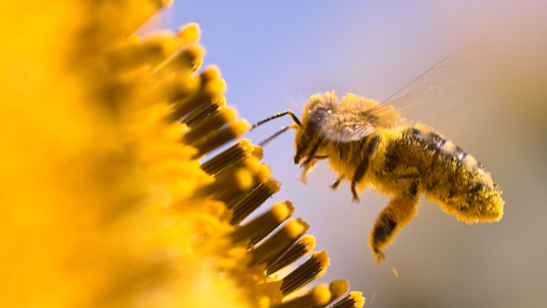 Verbod bijengif zonder zuiveringsinstallatie 