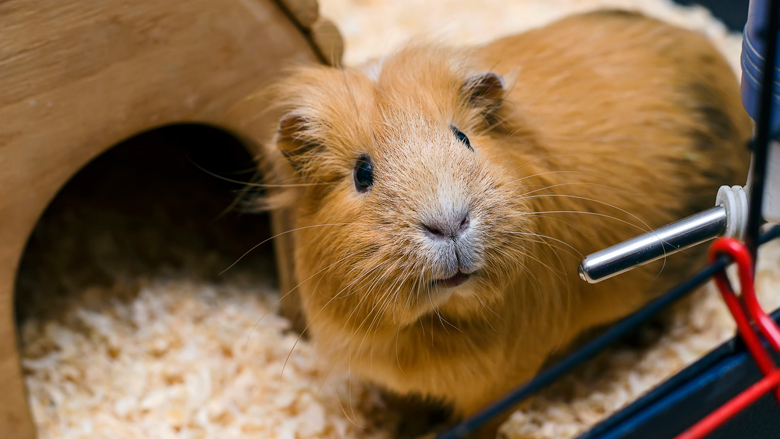 Zieke cavia's kunnen longontsteking veroorzaken