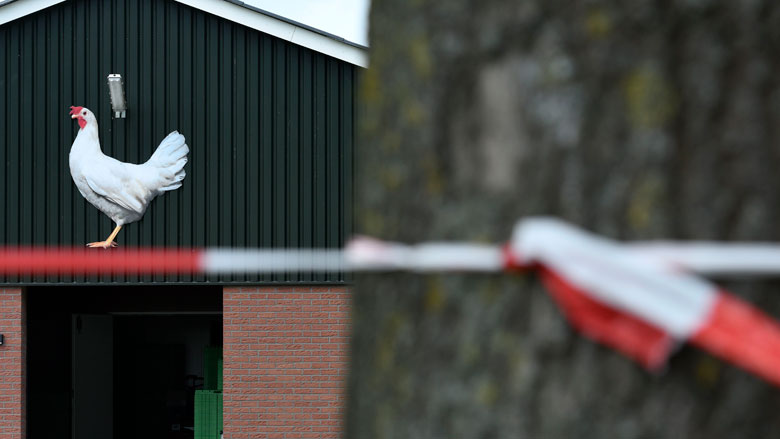Bestuurders ChickFriend opgepakt in verband met eierschandaal