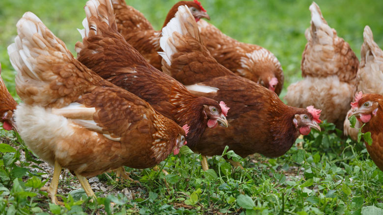 Dierenorganisaties en dierenartsen willen spoeddebat over fipronil-schandaal