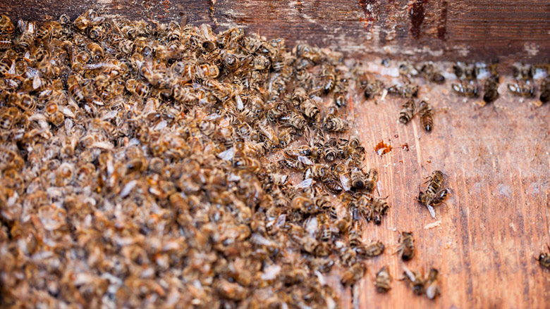 Gewasbeschermingsmiddel voor sierplanten doodt bijen