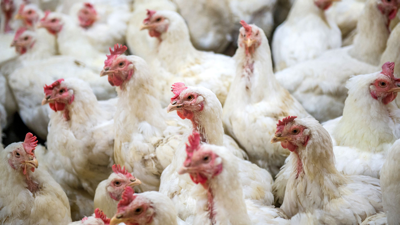 Wakker Dier: 'Stop doorfokken van dieren'