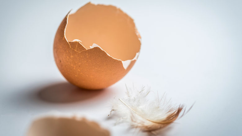 Fipronil-eieren in zeker 15 EU-landen