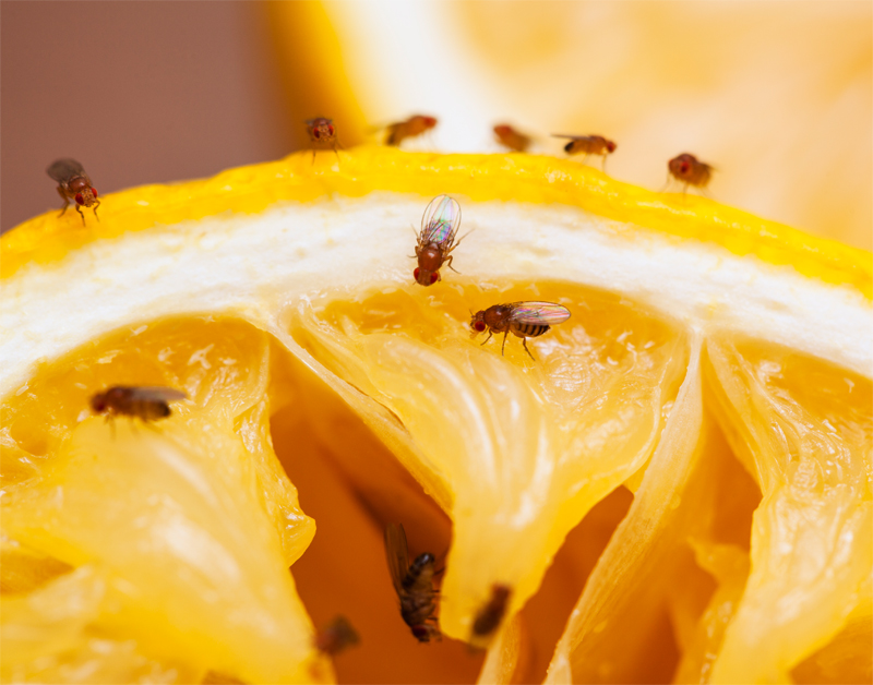 Hoe kom ik van fruitvliegjes af?