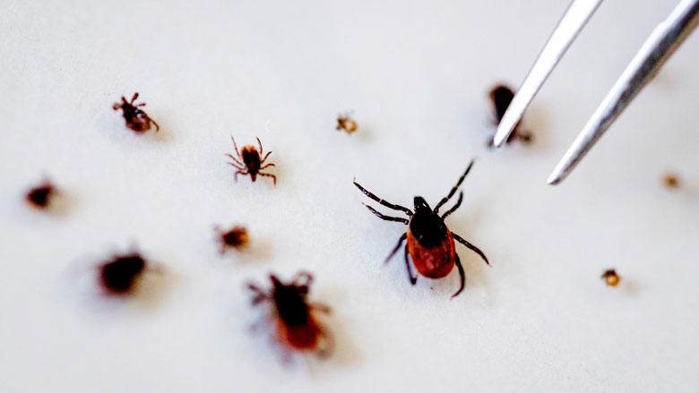 2,5 miljoen euro voor verbetering aanpak en behandeling ziekte van Lyme