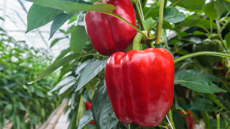 Foodwatch: herkomstaanduiding groente en fruit vaak onjuist