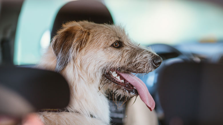 Dierenbescherming vraagt aandacht voor huisdieren in hete auto