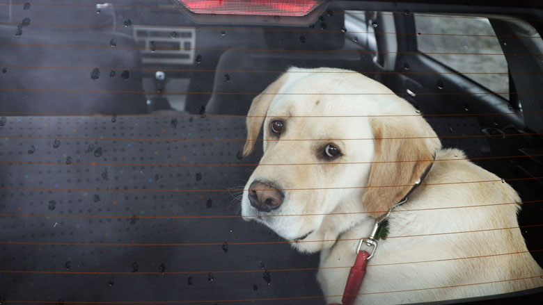 Nieuw bord: laat je hond niet in de auto achter