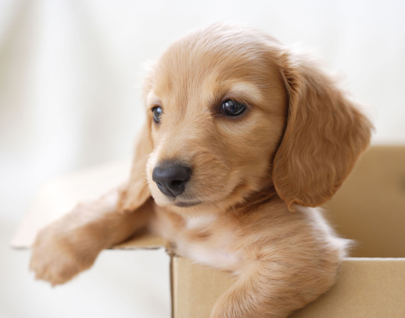 Plasterk: Hondenbelasting rare zaak