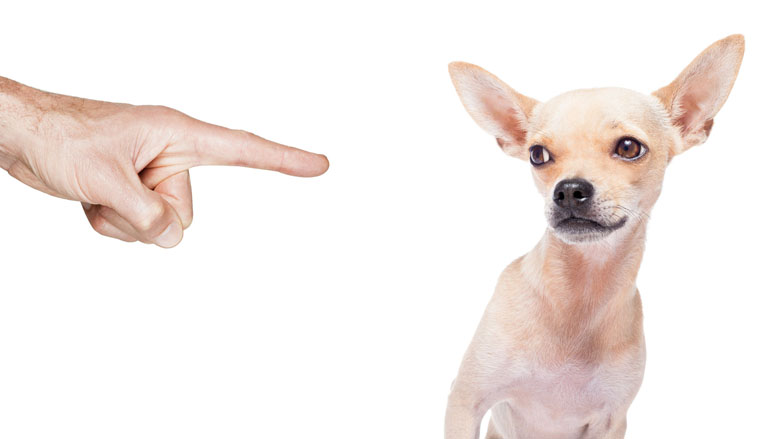 Verbod op dieren houden voor slechte baasjes