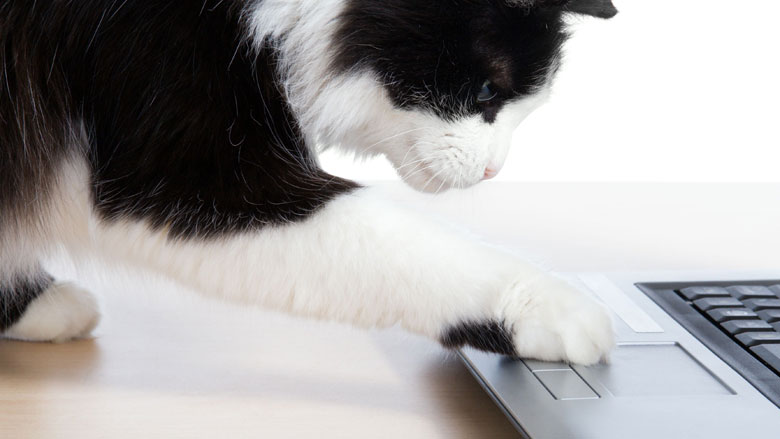 Databases met gegevens huisdieren en baasjes slecht beveiligd