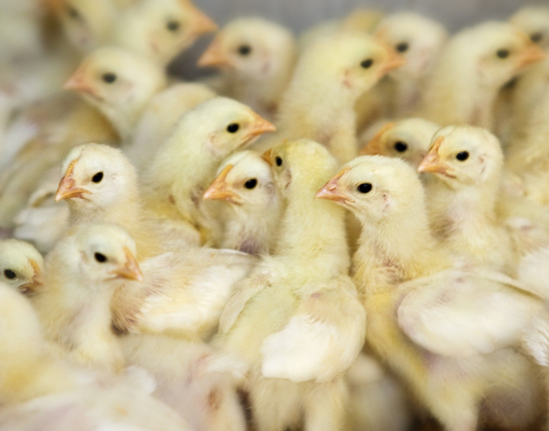Wakker Dier: nog altijd plofkip bij de Lidl