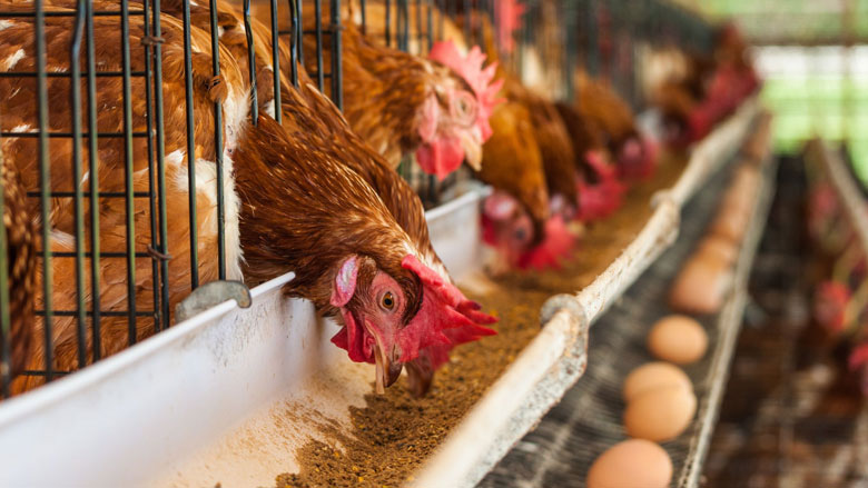 'Supermarkten maken extra winst door ophokplicht kippen'