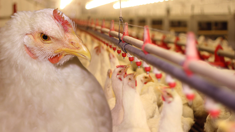2,5 miljoen kippen geruimd om fipronil-schandaal
