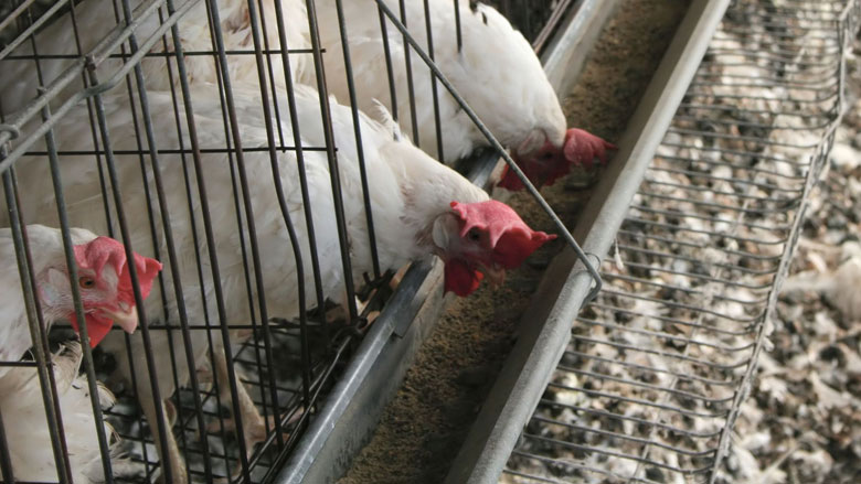 Kippenleed bij Belgische eierproducent Pyfferoen